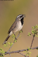 Black-throated Sparrow