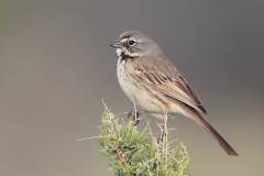 Bell's Sparrow