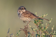 Sagebrush Sparrow