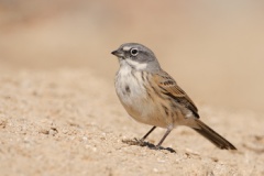 Bell's Sparrow