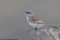 Sagebrush Sparrow