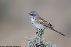 Sagebrush Sparrow