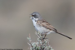 Sagebrush Sparrow