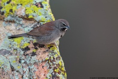 Five-striped Sparrow