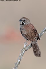 Five-striped Sparrow