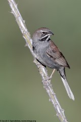 Five-striped Sparrow