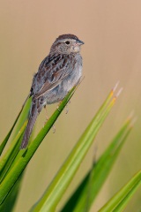 Bachman's Sparrow