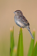 Bachman's Sparrow