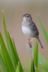 Bachman's Sparrow