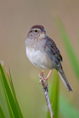 Bachman's Sparrow