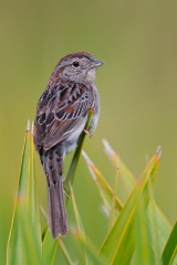 Bachman's Sparrow