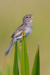 Bachman's Sparrow