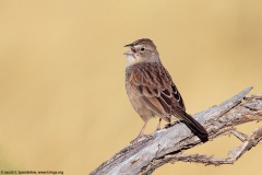 Botteri's Sparrow