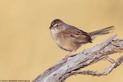 Botteri's Sparrow