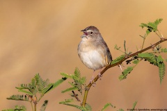 Botteri's Sparrow