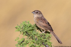 Botteri's Sparrow