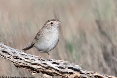 Cassin's Sparrow