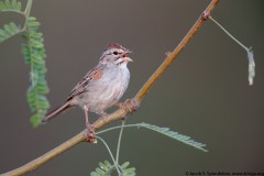 Rufous-winged Sparrow