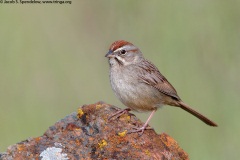 Rufous-crowned Sparrow