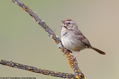 Rufous-crowned Sparrow