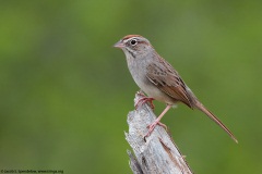 Rufous-crowned Sparrow