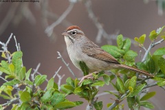 Rufous-crowned Sparrow