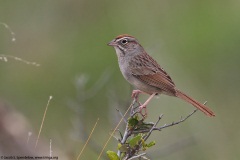 Rufous-crowned Sparrow