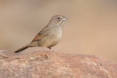 Rufous-crowned Sparrow