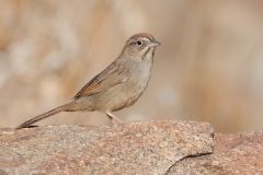 Rufous-crowned Sparrow