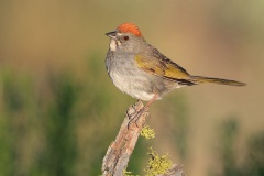 Green-tailed Towhee