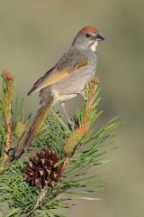 Green-tailed Towhee