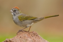 Green-tailed Towhee