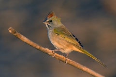 Green-tailed Towhee