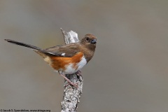 Eastern Towhee