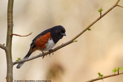 Eastern Towhee