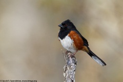 Eastern Towhee