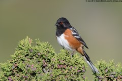 Spotted Towhee