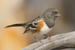 Spotted Towhee