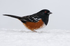 Spotted Towhee