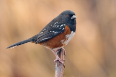 Spotted Towhee