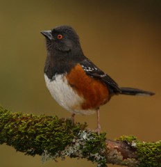 Spotted Towhee