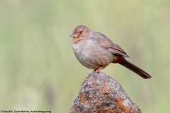 California Towhee