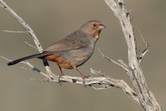 California Towhee