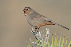 California Towhee