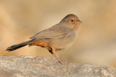 California Towhee