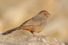 California Towhee