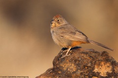 Canyon Towhee