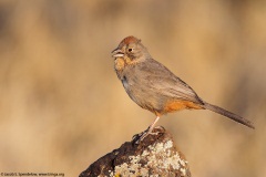 Canyon Towhee