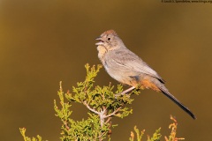 Canyon Towhee