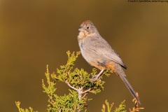 Canyon Towhee